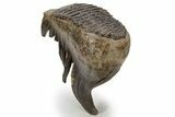 Fossil Woolly Mammoth Lower M Molar - Nice Roots #238752-3